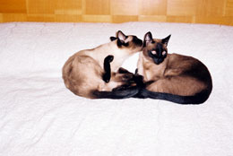 Imagem de Sade e Sophia