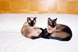 Imagem de Sade e Sophia