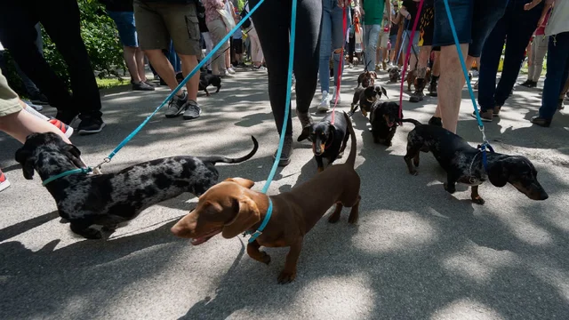Mais de 500 dachshunds participaram de um evento especial na Hungria para tentar o maior passeio canino da história