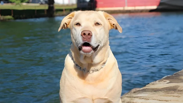 Labrador tinha 13 anos e ficou conhecido por participar de grandes operações de salvamento em Minas Gerais; causa não foi revelada