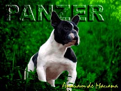 Imagem de um Bulldog Francês
