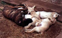 Cane Corso dorme com filhotes de Labrador