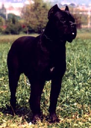 Argo di Negroni - exemplar italiano negro