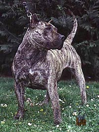 Imagem do Dogo Canário