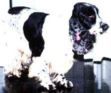 Imagem da Dolly