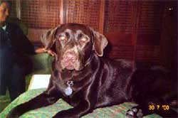 Imagem do labrador Billy