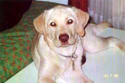 Imagem do labrador Mike