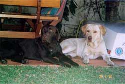 Imagem dos labradores juntos