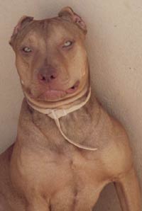 Imagem de Blondie