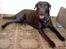 Imagem do Boomer