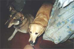 Imagem de Pink e Chize