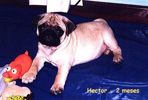 Imagem de Hector