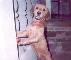 Imagem do Hiro
