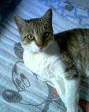 Teca