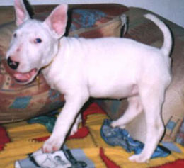 Imagem do Keli White Stone Bull Akira