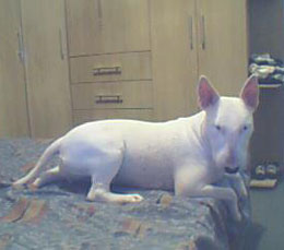 Imagem do Keli White Stone Bull Akira