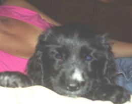 Imagem da Lili, uma Cocker Spaniel