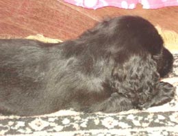 Imagem da Lili, uma Cocker Spaniel