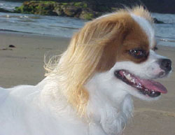 Imagem de Lola