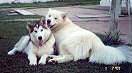 Imagem de Lucky e Mel