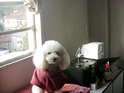 Imagem do Prince