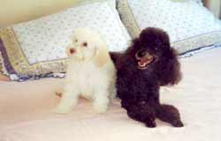 Imagem de Milla e Nini