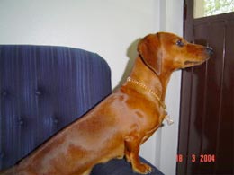 Imagem de Pepa