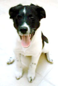 Imagem da Pollyana