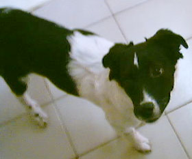 Imagem da Pollyana