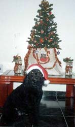 Imagem do Poodle Póllyce