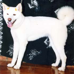 Imagem da Taiga, uma Akita