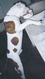 Imagem de Tayson