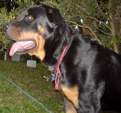 Imagem do Thor