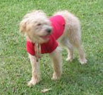 Imagem da Belinha