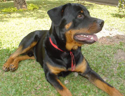 Imagem do Thor