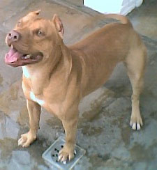 Imagem de Budi