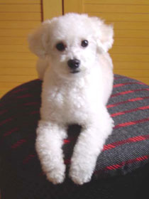 Imagem do Toby