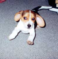 Pepper brincando de voar