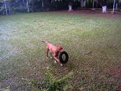 Imagem do Tyson 5