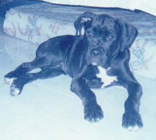 Imagem do Boxer Ug