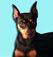 Imagem do Pinscher