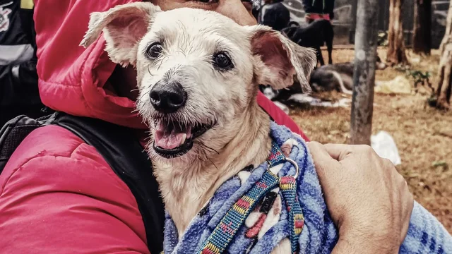 Vacinação, vermífugo, banho, ração e kits; ação dia 31 às 9h na Praça da República acolhe pessoas em situação de rua e animais com cuidado e respeito.