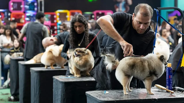 Pet South América 2025 e o futuro do Grooming brasileiro