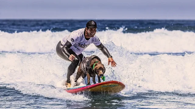 Cacau, uma labradora de Búzios, conquista cinco medalhas e se consagra bicampeã mundial no mais inusitado e encantador campeonato canino do planeta