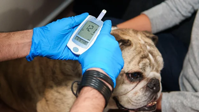 Sinais de alerta que ajudam tutores a identificar diabetes em c&atilde;es