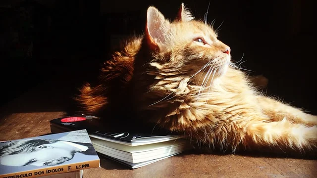 Conhe&ccedil;a Nietzsche, o gato de 20 anos que trabalha no PetBR